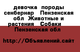 девочка  породы сенбернар - Пензенская обл. Животные и растения » Собаки   . Пензенская обл.